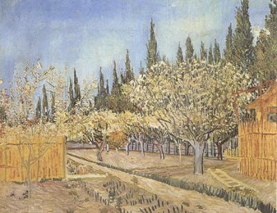 Vincent Van Gogh Orchard in Blossom,Bordered by Cypresses (nn04) china oil painting image